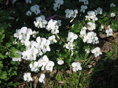 Viola_sororia_alba_1_0337.jpg