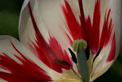 Tulpe-in-Frankenfarben.jpg