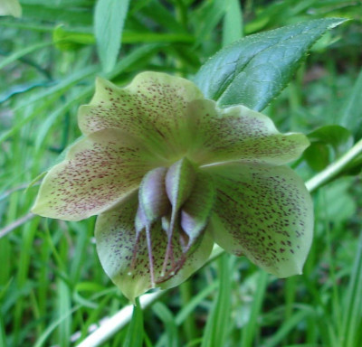 HelleborusSa0506.jpg