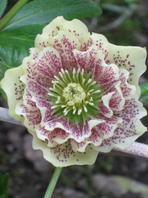 Helleborus_gefullt_Ashley_0_129..jpg