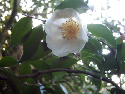 Camellia_sasanqua_Narumi-Gata.jpg