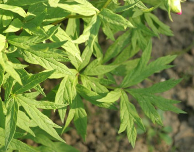 paeonia_anomala_laub_3235.jpg