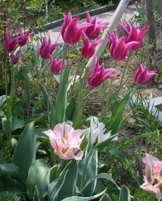 Lilienblutige_Tulpe_Burgundy_S4_25668.jpg