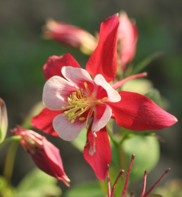 akelei_origami_red_white_3234.jpg