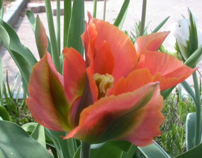 Viridiflora-Tulpe_Artist_S4_25681.jpg