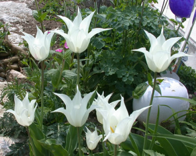 Lilienblutige_Tulpe_White_Triumphator_T1_25704.jpg