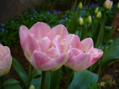 Tulpe_Angelique.jpg
