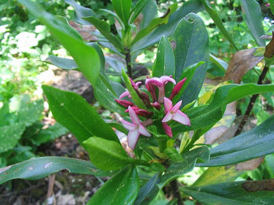 Daphne_odora_fars.jpg