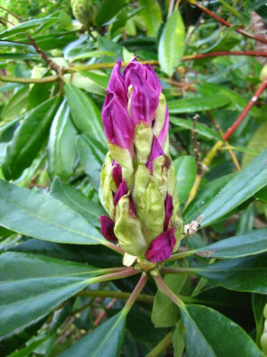 rhodo1.jpg