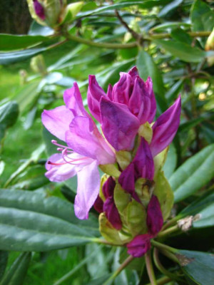rhodo2.jpg