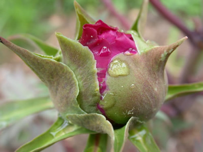 Kenshunmon_K_25900.jpg