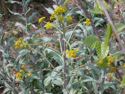 Farberwaid_S2_25720.jpg