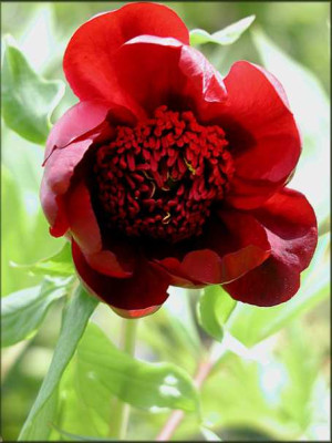 P.delavayi..JPG