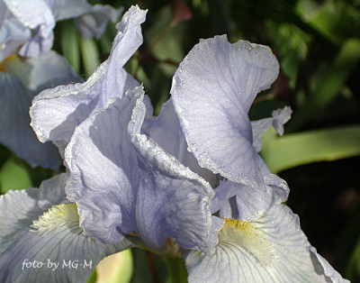 Imgp5719-Iris-Glitzer.jpg