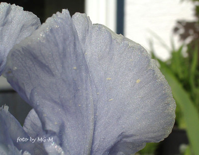 Imgp5716-Iris-Glitzer.jpg