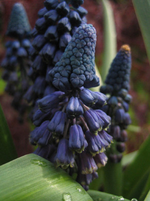 4106_Bellevalia_paradoxa.jpg