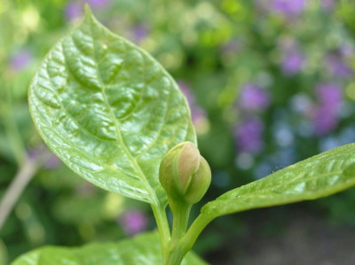 Sinocalycanthus_Knospe_110506.jpg