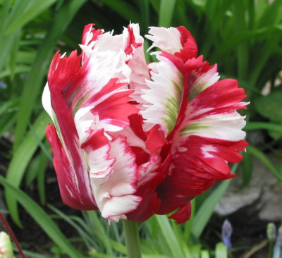 TULP_X.jpg