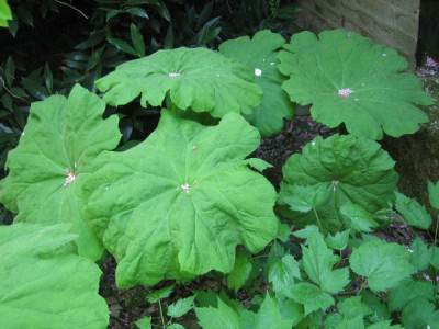 Astilboides_tabularis_3_0400.jpg
