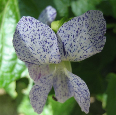 Viola_sororia_Freckles_03561.jpg