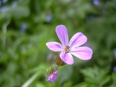 fruhling_06_009.jpg