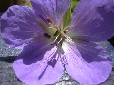 fruhling_06_025.jpg