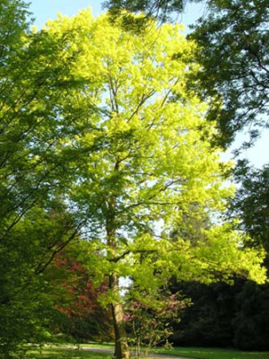 boga-Farbrausch-gelb_k.jpg