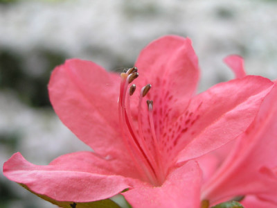 Boga_Farbrausch-rosa_k.jpg