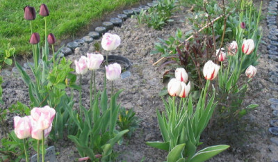 TulpenPraerie2Ausschnitt.jpg