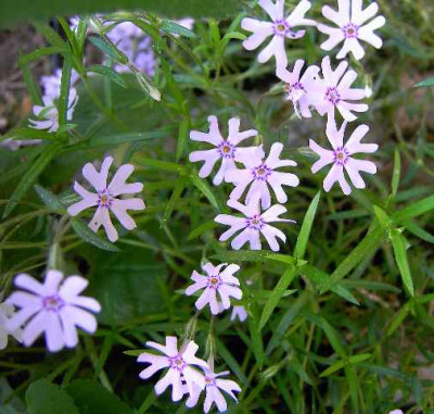 11.5.06._Phlox_bifida_Peticott_023.JPG