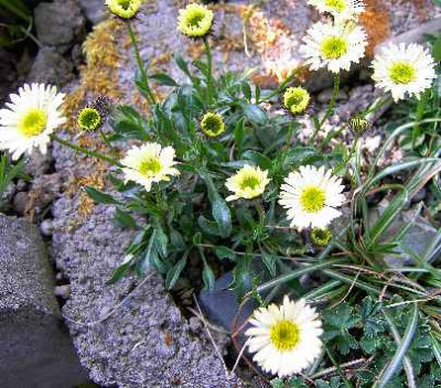 11.5.06._Erigeron_aurens_Canary_Bird_007.JPG