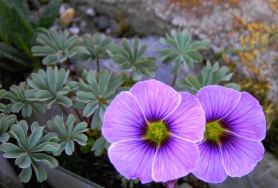 11.5.06._Oxalis_patagonia__014.JPG