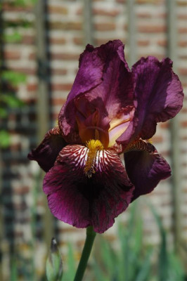 2006H252_Large.JPG