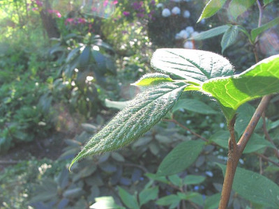 unbekannte_Stewartia.jpg