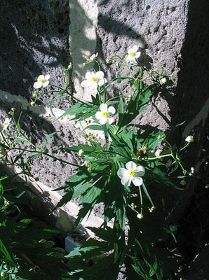 Ranunculus_aconitifolius_fars.jpg
