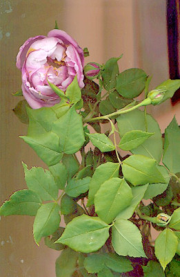 welche_rose.jpg