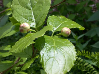 Chin._Wachsblume_S_05621_1.JPG
