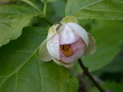 Chin._Wachsblume_S_12231_1.JPG