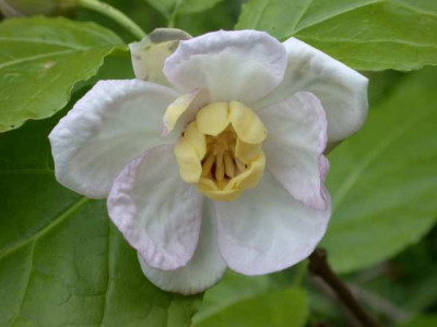 Chin._Wachsblume_S_13311_1.JPG