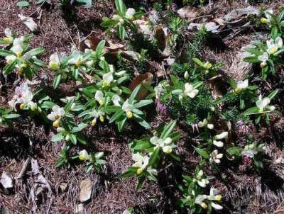Polygala_chamaebuxus_2006-05-11_02.JPG
