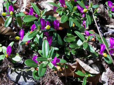 Polygala_chamaebuxus_2006-05-11_03.JPG