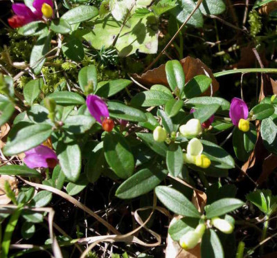 Polygala_chamaebuxus_2006-05-11_01.JPG