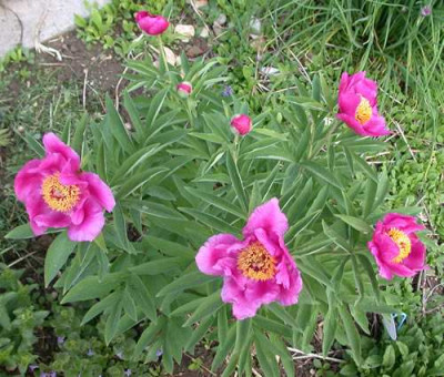 Pfingstrose_Mollis_R_259291_1.JPG