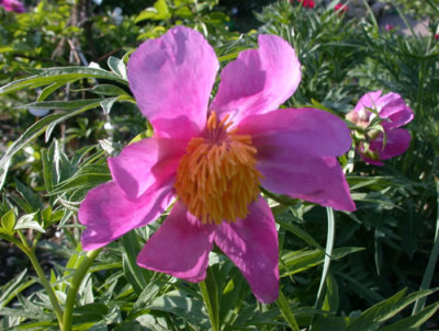 Pfingstrose_veitchii_R_25943.jpg