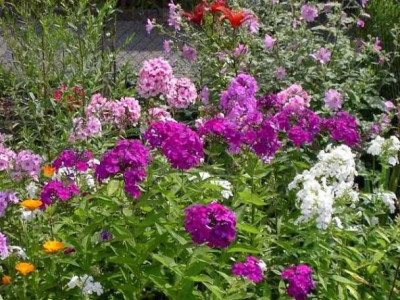 2004_04_23_phlox_paniculata_mix.jpg