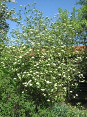 Viburnum_1_03643.jpg