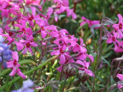 2006_05_05_polsterphlox.jpg