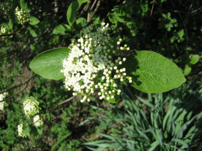Viburnum_2_03651.jpg