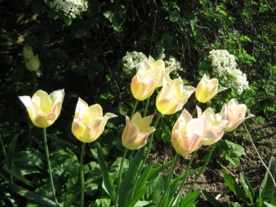 Tulpen_lilienbl._03811.jpg