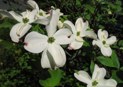 Cornus_florida0511k.jpg